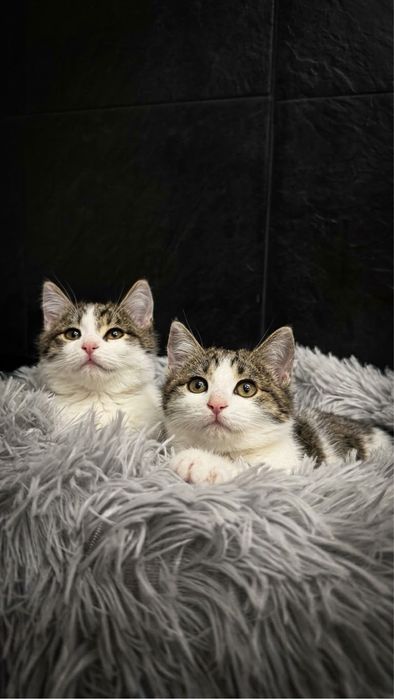 Котики Луи и Франк