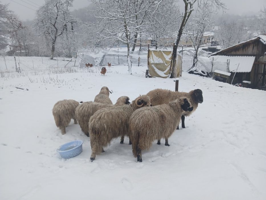 Vind 4 mioare și 2 berbeci sârbești