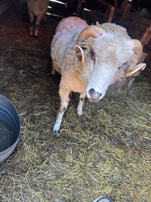 Berbec de vânzare 1 an – bun pentru reproducție