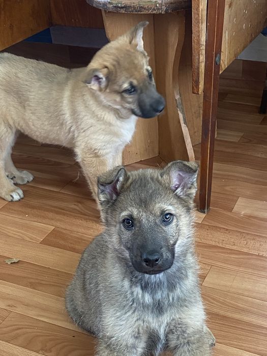 Отдам в добрые руки щенков