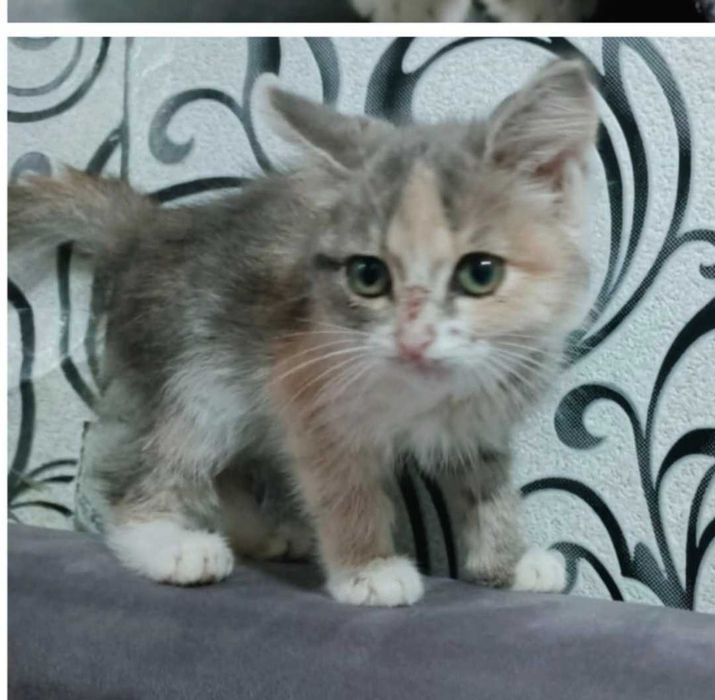 Отдам в добрые руки котят