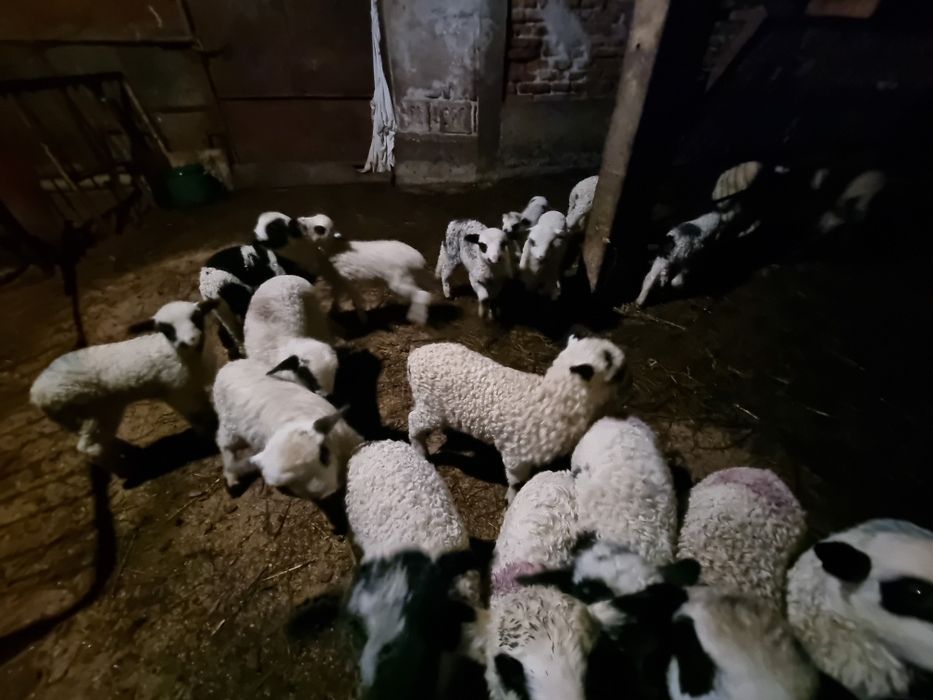 Oi cu miei de vânzare