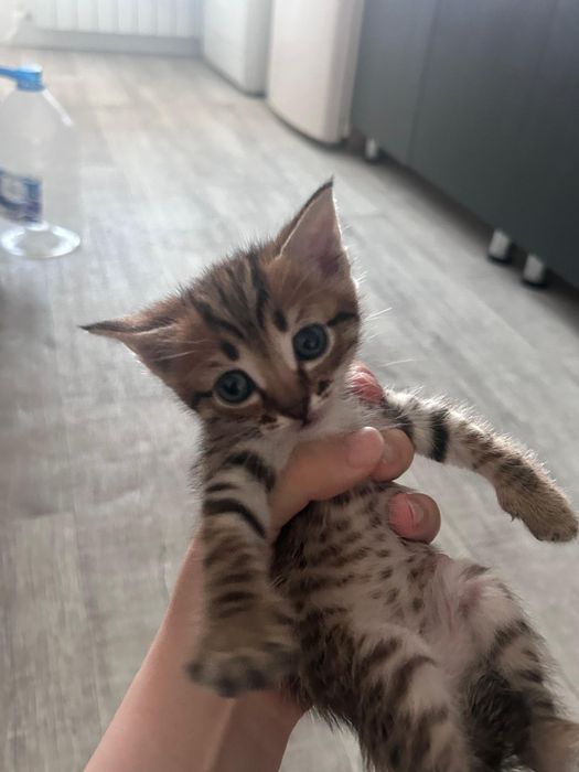 Отдам котят в добрые руки