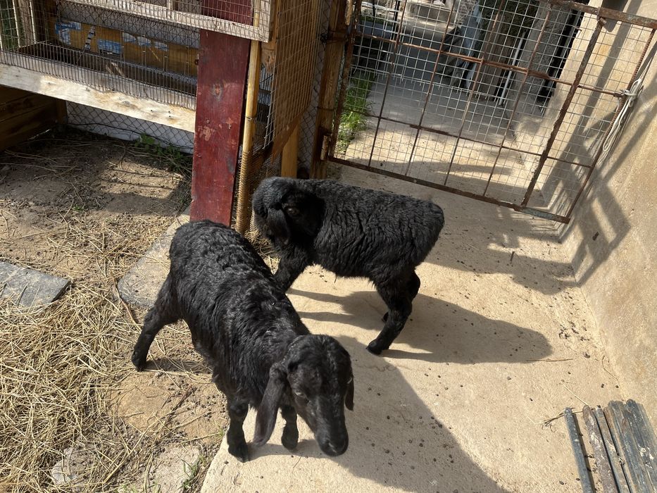 Ягнята девочки.