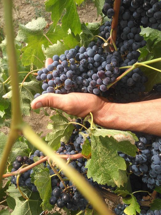 Vindem struguri roșii nobili DOC & IG – clonuri franțuzești | Umbrești-Deal , Galati