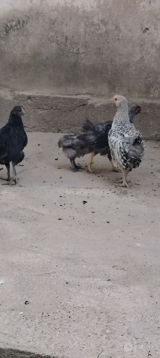 Jaydari jojala otasi uxayoli kok tuxum qoyadigan zot