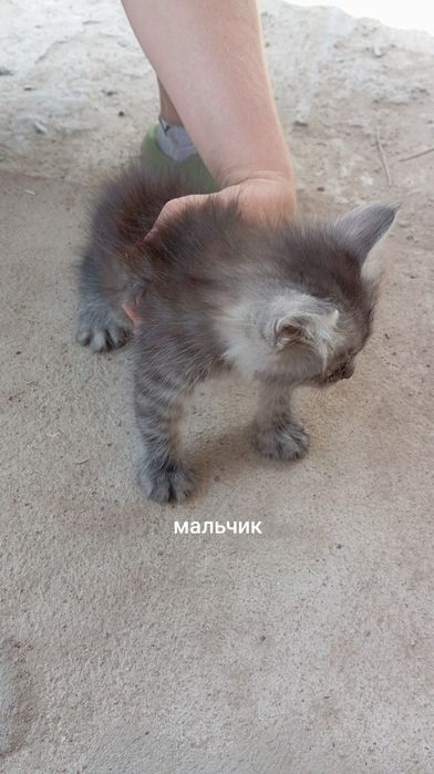 Отдам котят в хорошие руки
