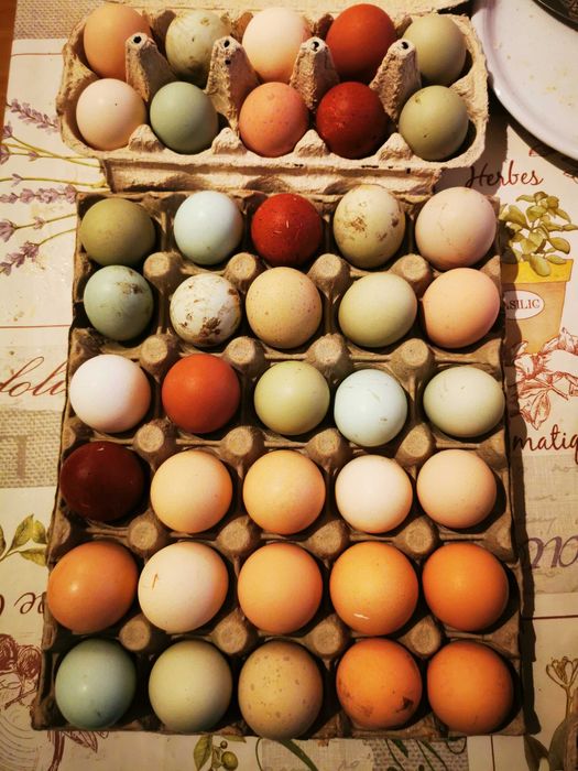 Oua de incubat diferite rase de gaini