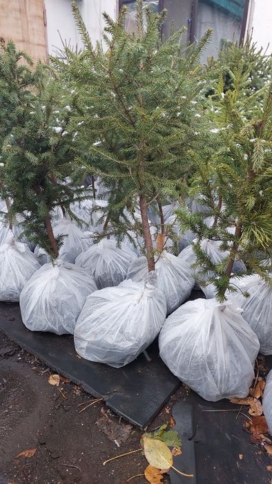 Продам саженцы сосна,ель,пихта,сирень