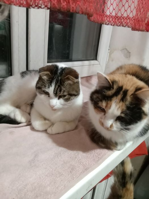 Отдам кошек в добрые руки