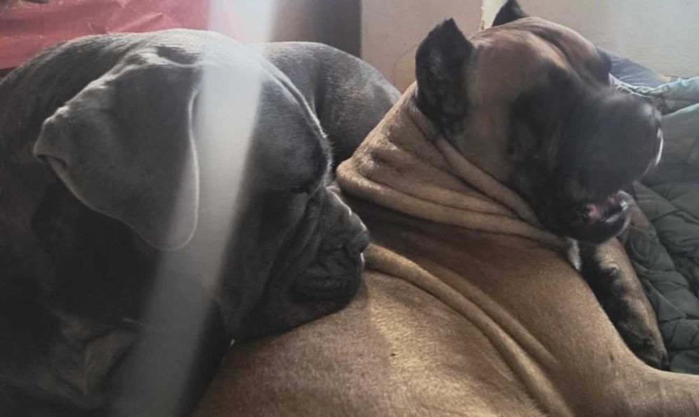 Кане Корсо кученца