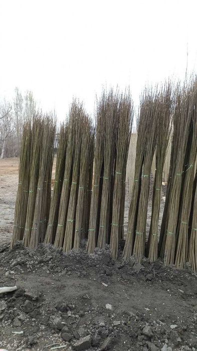 Мевали декоратив 100% ишончли кучатлар,Тераг,Павлония,