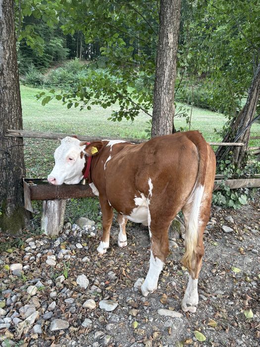 Vitea baltata in varsta de un an.