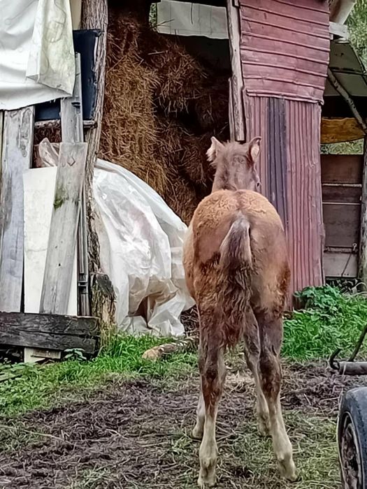 vand manz de 7 luni .