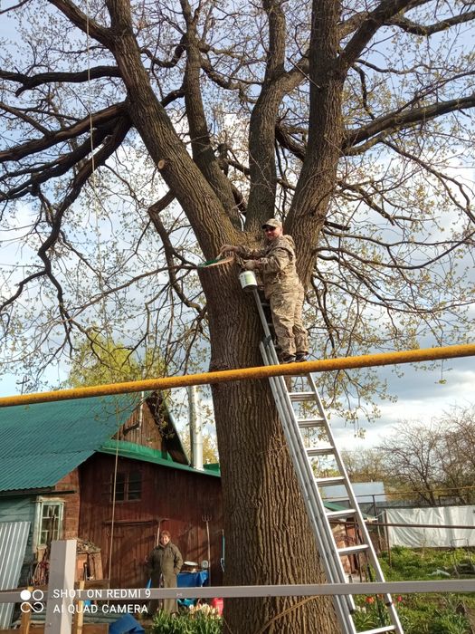 Спилить дерево , обрезка