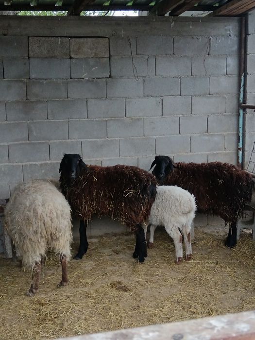 Қой, токты сатылады  100000 тенге