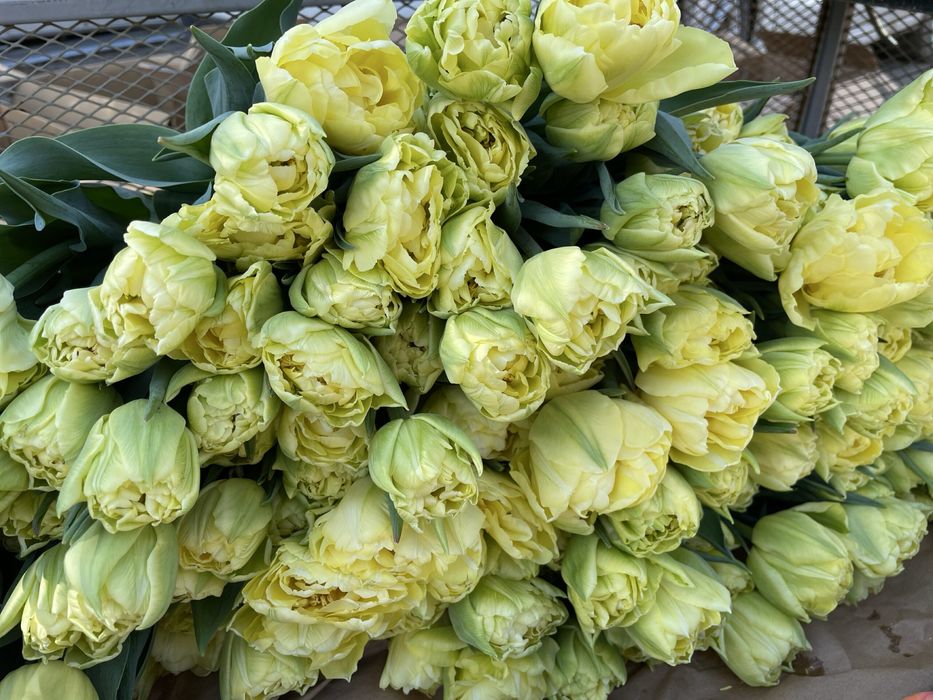 Тюльпаны к 14 февраля и 8 марта!