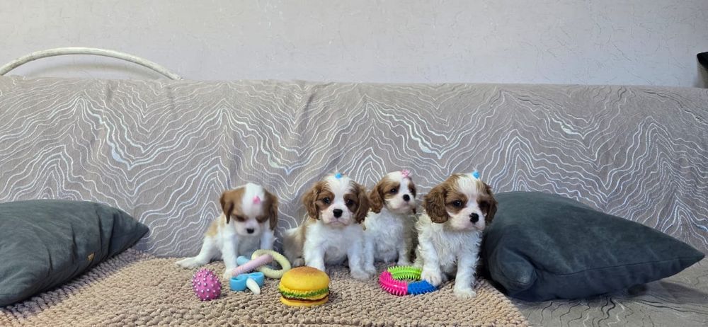 Щенков Кинг Чарльз Спаниель