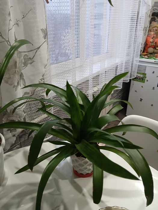 Продам комнатные растения