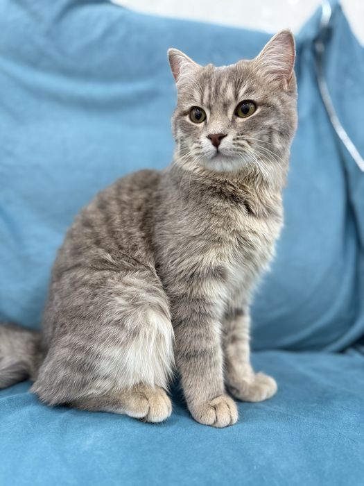 Ұл мысық тегін беріледі