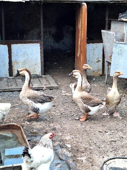 Продавам големи гъски