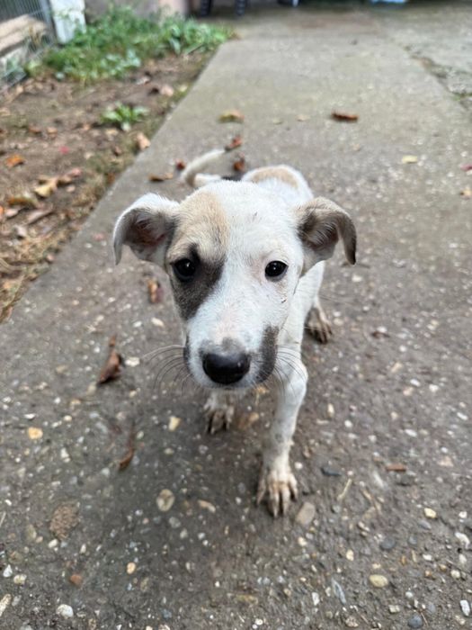 Adoptie 2  fetite frumoase
