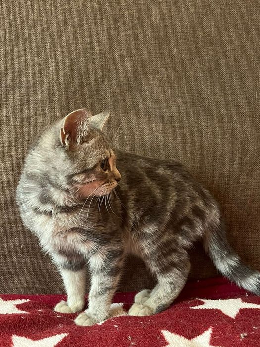 отдам котенка в добрые руки