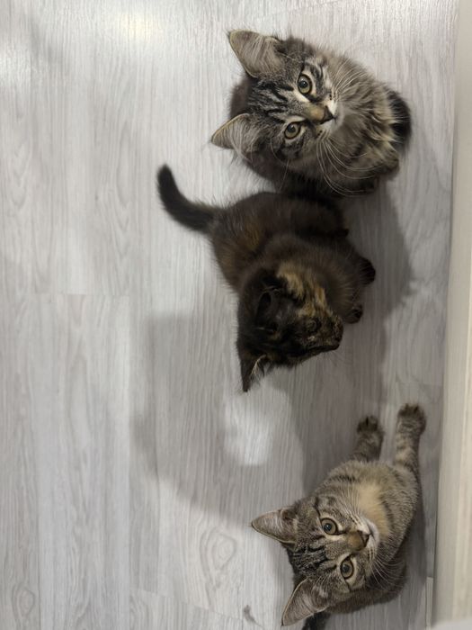 Отдам котят в хорошие руки