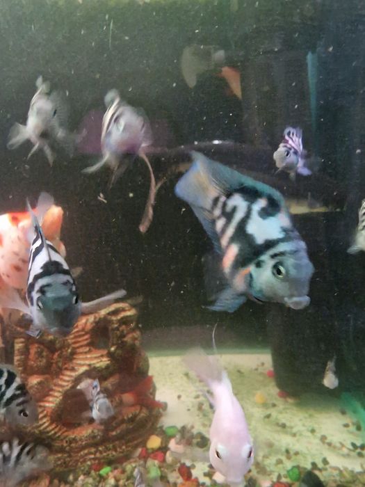 Продам сапфировых попугайчиков.