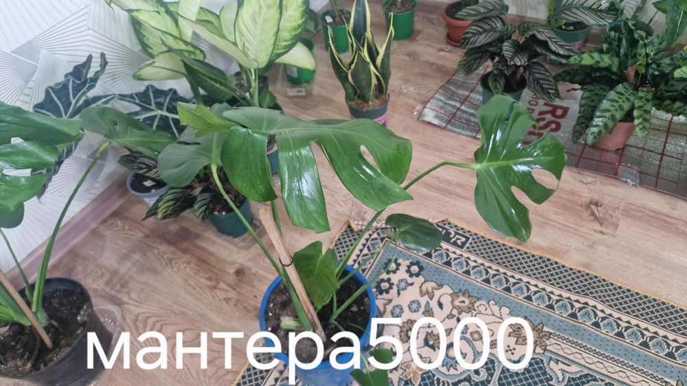Уй гұлдері арзан