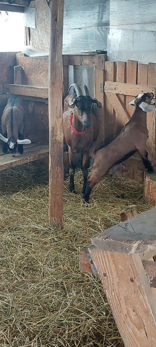 Capra alpina franceza cu 2 iezi