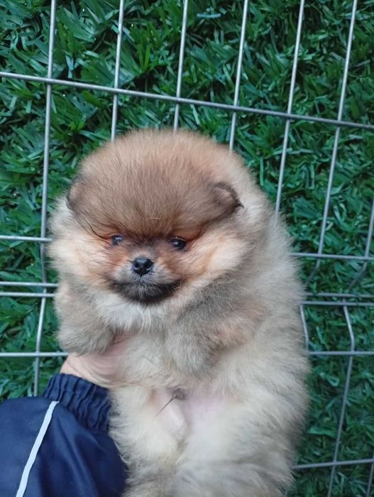 Мъжко померанче .