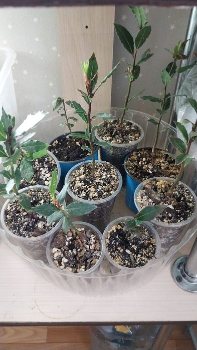 Комнатные цветы,домашние