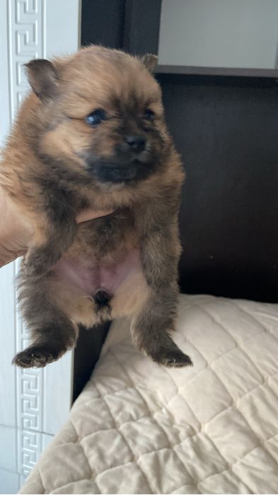 Продам щенков немецкий шпиц.