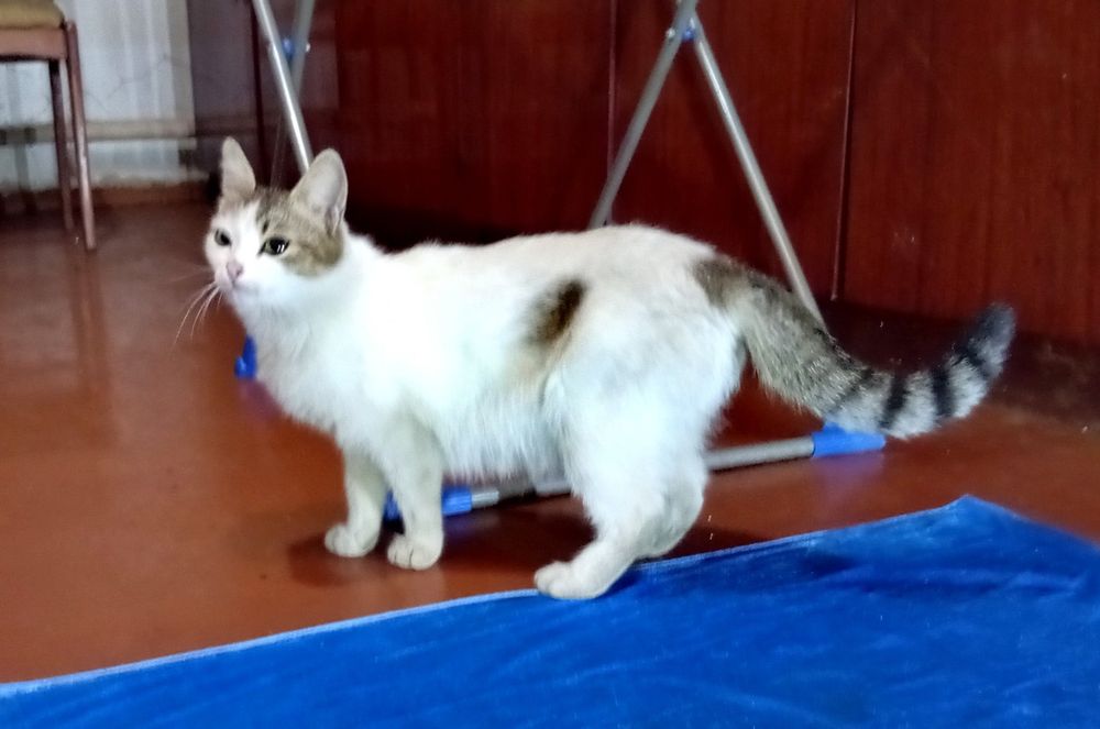Отдам котят бесплатно