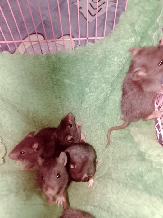 крыски Малышы Дамбо