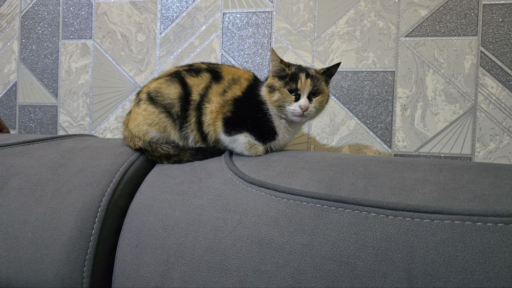 Kaliko mushugi uch hil rangli hamma vaksinalari qilingan