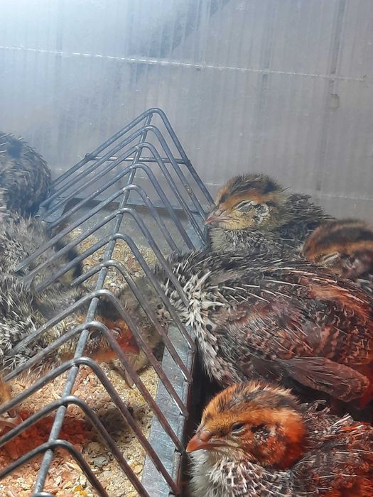 Puișori de prepeliță 2 săptămâni