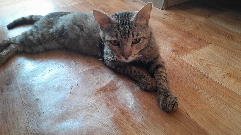 Дерзкий кот ищет дом