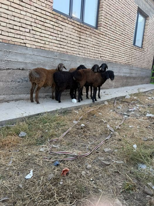 Кошкар токты сатылады