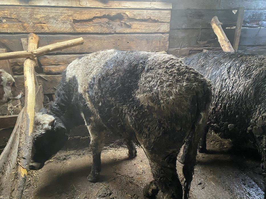 Продам бычка на откорме