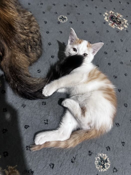 Onlayn orgazm porno videolar