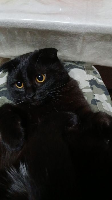 Hadyaga beriladi öğil bola mushuk