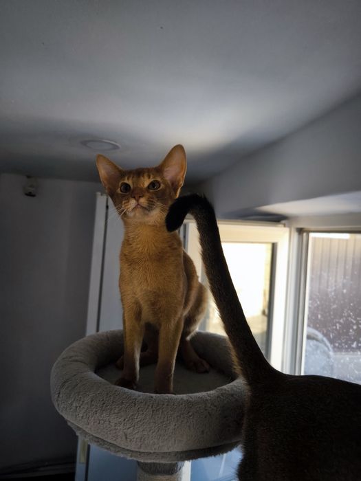 Кошка абиссинская