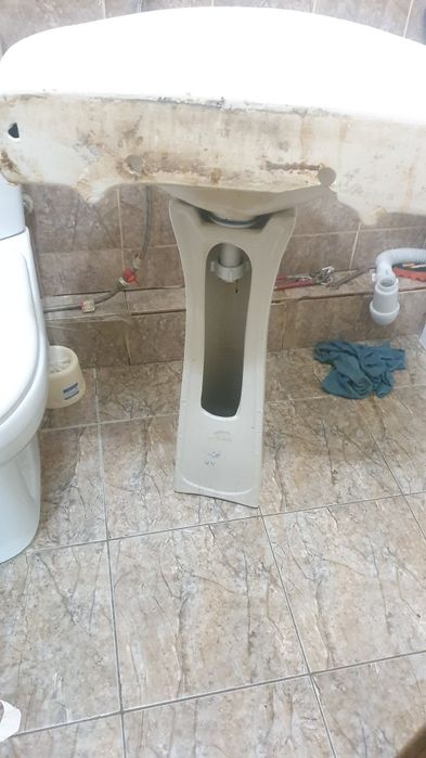 Раковина тюльпан