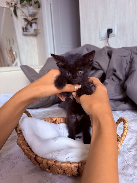 Котенок ищет себе дом , мальчик
