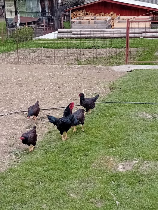 Vând ouă pentru incubat   COMBATANT INDIAN SI RATE ROUEN