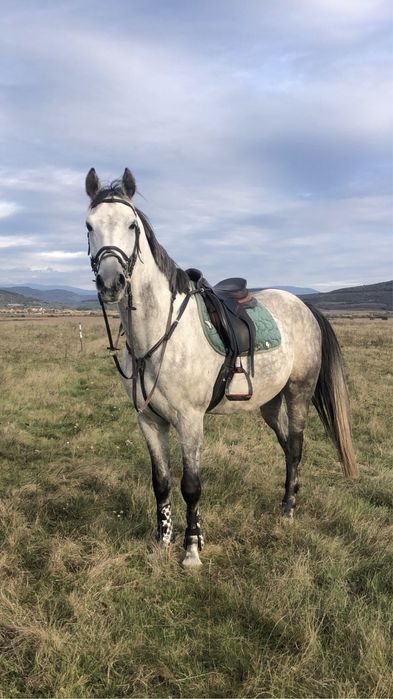 Cal de sarituri, cal de scoala, shagya arab, cal echitatie