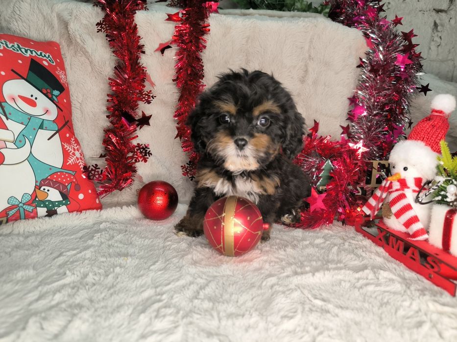 Vand fetita Cavapoo black and tan F1.