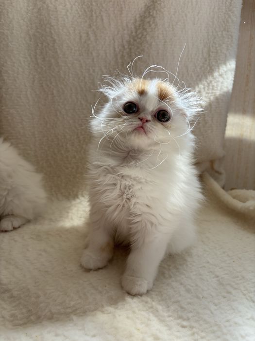 Котята ищут заботливых родителей